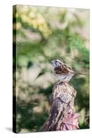 White-Throated Sparrow-Gary Carter-Stretched Canvas