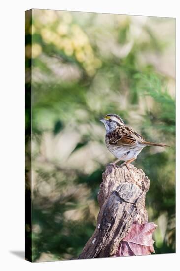 White-Throated Sparrow-Gary Carter-Stretched Canvas