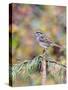 White-Throated Sparrow-Gary Carter-Stretched Canvas