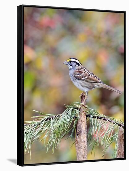 White-Throated Sparrow-Gary Carter-Framed Stretched Canvas