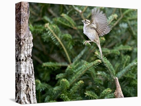 White-Throated Sparrow-Gary Carter-Stretched Canvas