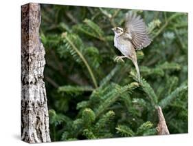 White-Throated Sparrow-Gary Carter-Stretched Canvas