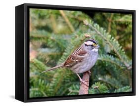 White-Throated Sparrow-Gary Carter-Framed Stretched Canvas
