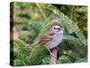 White-Throated Sparrow-Gary Carter-Stretched Canvas