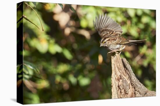 White-Throated Sparrow-Gary Carter-Stretched Canvas