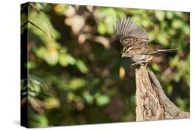 White-Throated Sparrow-Gary Carter-Stretched Canvas