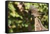 White-Throated Sparrow-Gary Carter-Framed Stretched Canvas
