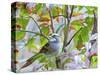 White-Throated Sparrow-Gary Carter-Stretched Canvas