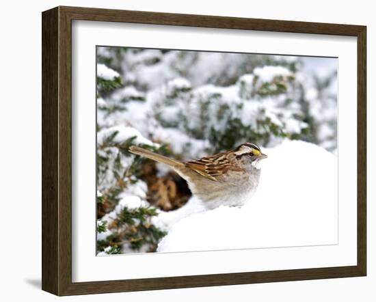 White-Throated Sparrow-Gary Carter-Framed Photographic Print