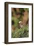 White-Throated Sparrow-Gary Carter-Framed Photographic Print