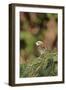 White-Throated Sparrow-Gary Carter-Framed Photographic Print