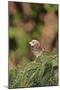 White-Throated Sparrow-Gary Carter-Mounted Photographic Print