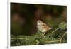 White-Throated Sparrow-Gary Carter-Framed Photographic Print