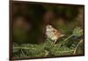 White-Throated Sparrow-Gary Carter-Framed Photographic Print