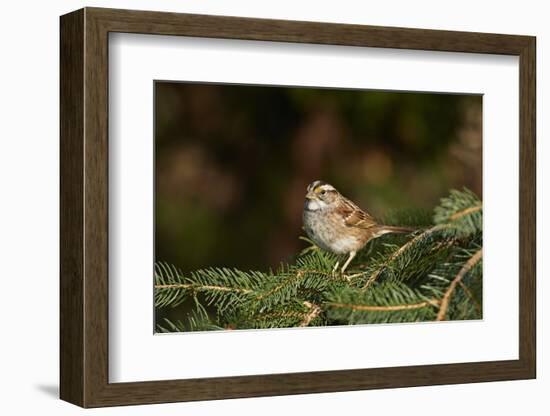 White-Throated Sparrow-Gary Carter-Framed Photographic Print