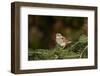White-Throated Sparrow-Gary Carter-Framed Photographic Print