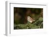 White-Throated Sparrow-Gary Carter-Framed Photographic Print