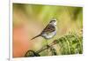 White-Throated Sparrow-Gary Carter-Framed Photographic Print