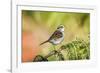 White-Throated Sparrow-Gary Carter-Framed Photographic Print