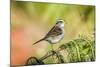 White-Throated Sparrow-Gary Carter-Mounted Photographic Print