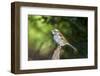 White-Throated Sparrow-Gary Carter-Framed Photographic Print