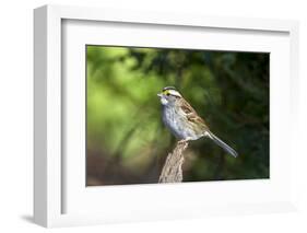 White-Throated Sparrow-Gary Carter-Framed Photographic Print