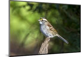 White-Throated Sparrow-Gary Carter-Mounted Photographic Print