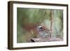 White-Throated Sparrow-Gary Carter-Framed Photographic Print