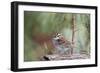 White-Throated Sparrow-Gary Carter-Framed Photographic Print