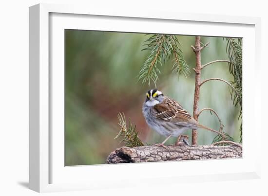 White-Throated Sparrow-Gary Carter-Framed Photographic Print