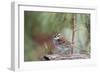 White-Throated Sparrow-Gary Carter-Framed Photographic Print