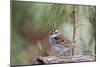 White-Throated Sparrow-Gary Carter-Mounted Photographic Print