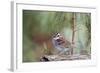 White-Throated Sparrow-Gary Carter-Framed Photographic Print