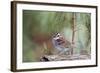 White-Throated Sparrow-Gary Carter-Framed Photographic Print