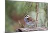 White-Throated Sparrow-Gary Carter-Mounted Photographic Print