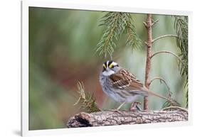 White-Throated Sparrow-Gary Carter-Framed Photographic Print