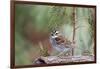 White-Throated Sparrow-Gary Carter-Framed Photographic Print