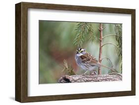 White-Throated Sparrow-Gary Carter-Framed Photographic Print