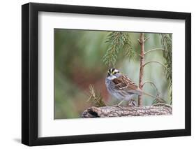 White-Throated Sparrow-Gary Carter-Framed Photographic Print