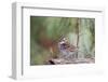 White-Throated Sparrow-Gary Carter-Framed Photographic Print