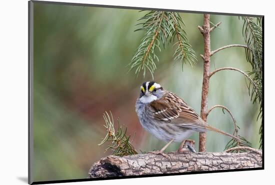 White-Throated Sparrow-Gary Carter-Mounted Photographic Print