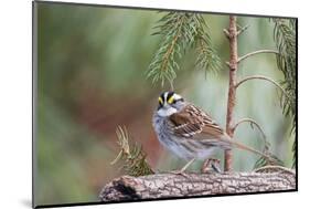 White-Throated Sparrow-Gary Carter-Mounted Photographic Print