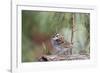 White-Throated Sparrow-Gary Carter-Framed Photographic Print