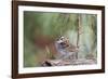 White-Throated Sparrow-Gary Carter-Framed Photographic Print