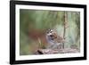 White-Throated Sparrow-Gary Carter-Framed Photographic Print