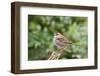 White-Throated Sparrow-Gary Carter-Framed Photographic Print