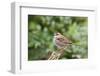 White-Throated Sparrow-Gary Carter-Framed Photographic Print