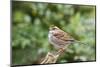 White-Throated Sparrow-Gary Carter-Mounted Photographic Print