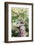 White-Throated Sparrow-Gary Carter-Framed Photographic Print