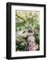 White-Throated Sparrow-Gary Carter-Framed Photographic Print